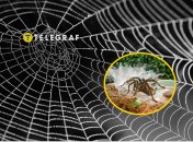 Небезпечні павуки не пристосовані до природних умов в Україні