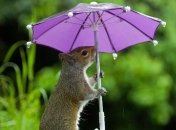 Прогноз погоды в Украине 4 сентября: часть страны зальют дожди 