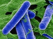 Очередной случай ботулизма: в Чернигове три человека попали в реанимацию