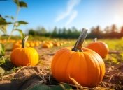 Дачний сезон у самому розпалі