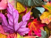 Приметы и обряды на 11 октября - День Харитона Исповедника