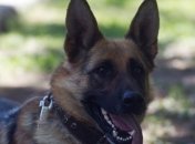 Черновицкие пограничники изъяли партию контрабандных сигарет 