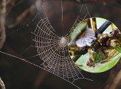 Аргиопа Брюнниха