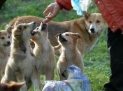 С 1 октября - 2-й этап бесплатной стерилизации бездомных животных