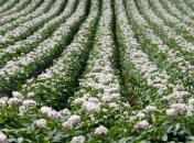 Россия запрещает поставки картофеля из Евросоюза