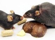 Редчайший дар мышей - петь хором