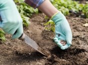 Растения для лучшей урожайности