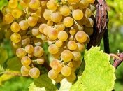 Сезонные посадки: самые плодовитые виды винограда кишмиш (Фото)