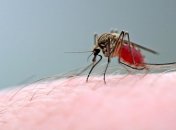 Ученые подошли вплотную к созданию вакцины против малярии