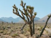 Рекордные показатели: В США зафиксировали аномальную температуру