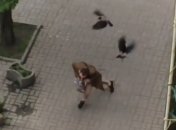 В Киеве вороны атаковали прохожего: эпичное видео