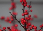 Прогноз погоды в Украине 26 декабря: без существенных осадков