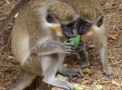 Млекопитающие "спивались" задолго до появления человека: ученые поняли, почему некоторые фрукты содержат алкоголь