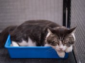 Кот в лотке