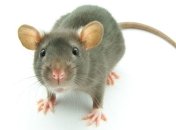 Соединили мозг крыс, находящихся на разных континентах