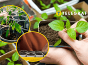 "Горшки" для рассады можно сделать из подручных средств