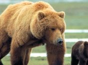 Чем полезно изучение диабета у гризли?