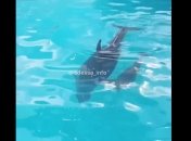 В одесском дельфинарии пополнение: дельфин Пенелопа стала мамой в третий раз (видео)