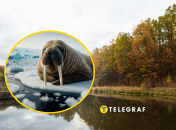 У Запоріжжі чоловік купався у річці у холод