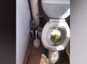 Слишком жутко, чтобы быть правдой: сеть шокировало видео из туалета больницы под Москвой