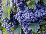 Ухудшилось зрение - ешьте виноград