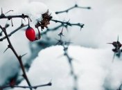 Погода в Украине 28 января: существенных осадков не ожидается 