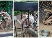 Животные, которые погибли в зоопарке