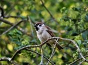 Ніч 31 липня у народі називають Горобиною