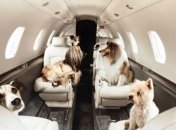 На 165 млн американских собак и кошек работает мощная индустрия 