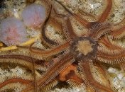 Вопреки теории: На дне холодных морей новые виды появляются быстрее, чем в тропиках