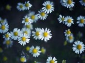 Ромашка для женского здоровья