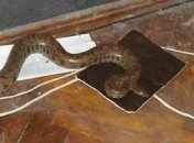 Харьковчанка нашла у себя под кроватью "гостя" из далеких южных стран (фото)