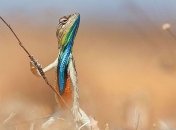 Иранский генерал считает, что Запад использует рептилий-шпионов