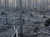 Пожары в Швеции уничтожили 25 тыс гектаров леса