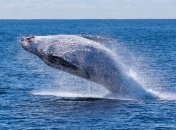 Реальная красота китов в их естественной среде обитания