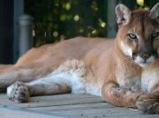 В США вымерли восточные пумы