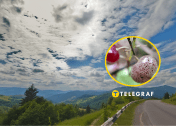 Весновка двулистная