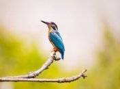 Разнообразие и красота природы:  животные, которые имеют самую яркую расцветку