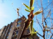 Прогноз погоды на 20 марта: в Украину возвращается потепление