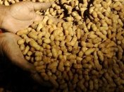 Пожилые люди должны отказаться от арахиса и красного винограда