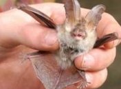 В Бразилии летучие мыши-вампиры стали нападать на людей