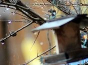 Погода на 2 апреля в Украине: немного похолодает, местами пройдут дожди