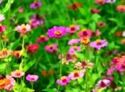 Какая будет погода в начале июля: прогноз синоптиков