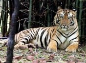 В Индии с помощью дронов поймали тигра-людоеда