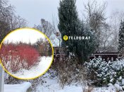 Растение кизил посреди снега