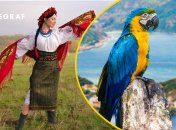 Украинка, попугай