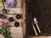 Осень - хорошее время для посадки роз