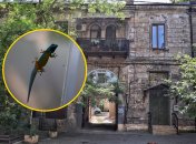 Лучше не контактировать с гекконами, если они залезли в квартиру