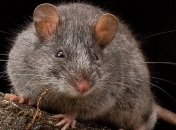 Человеческие стволовые клетки прижились в эмбрионе мыши