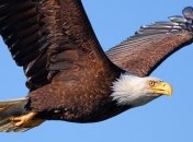 Птицы в небе над Панамой 